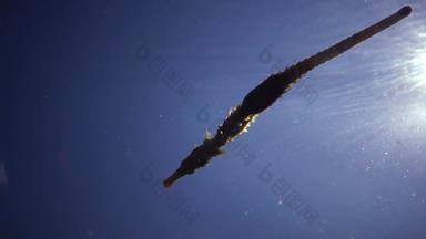 短吻海马海马体海马体浮动水列黑色的海